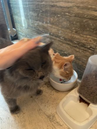 Einzeln oder paarweise suchen nach Dosenöffner