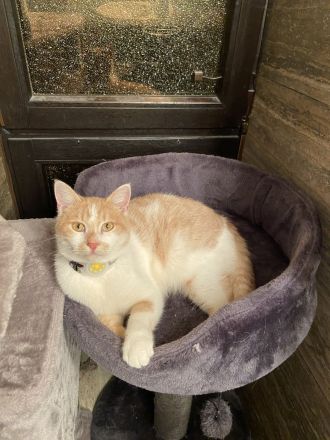 Einzeln oder paarweise suchen nach Dosenöffner