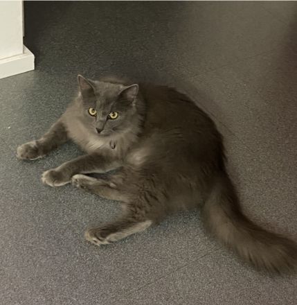 Einzeln oder paarweise suchen nach Dosenöffner