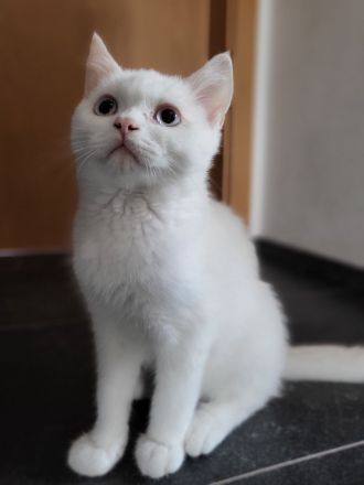 Bkh kitten reinrassig