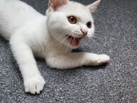 Bkh kitten reinrassig
