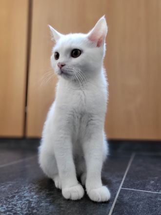 Bkh kitten reinrassig