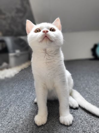 Bkh kitten reinrassig