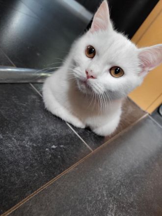 Bkh kitten reinrassig