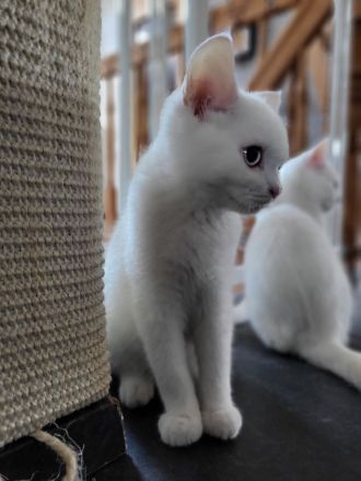 Bkh kitten reinrassig