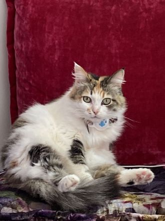 Diese Schönheit Regina sucht nach liebevollen Besitzer/in/n.