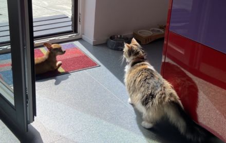 Diese Schönheit Regina sucht nach liebevollen Besitzer/in/n.