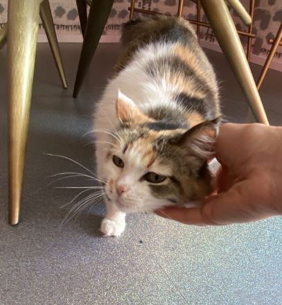 Diese Schönheit Regina sucht nach liebevollen Besitzer/in/n.