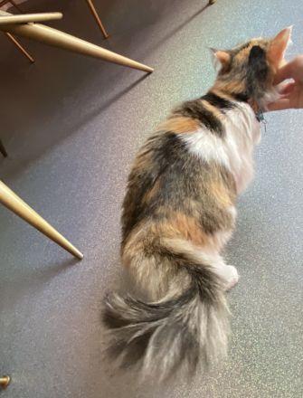 Diese Schönheit Regina sucht nach liebevollen Besitzer/in/n.