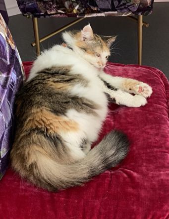 Diese Schönheit Regina sucht nach liebevollen Besitzer/in/n.