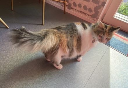 Diese Schönheit Regina sucht nach liebevollen Besitzer/in/n.