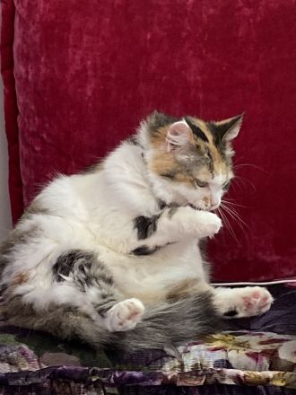 Diese Schönheit Regina sucht nach liebevollen Besitzer/in/n.