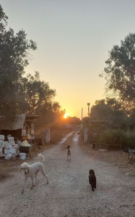 Liebenswerte schwarze Zwergpudel ,Pudelzucht vom Naturparadies, wünschen Fürimmerzuhause