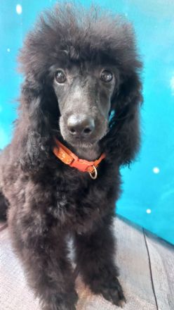 Liebenswerte schwarze Zwergpudel ,Pudelzucht vom Naturparadies, wünschen Fürimmerzuhause