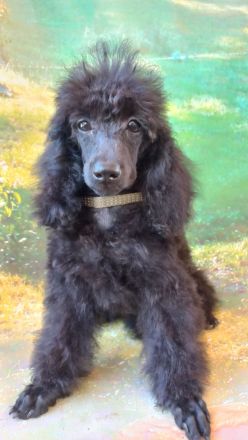 Liebenswerte schwarze Zwergpudel ,Pudelzucht vom Naturparadies, wünschen Fürimmerzuhause