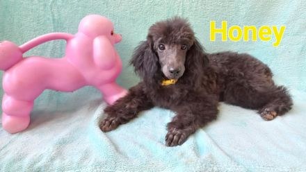 Liebenswerte schwarze Zwergpudel ,Pudelzucht vom Naturparadies, wünschen Fürimmerzuhause