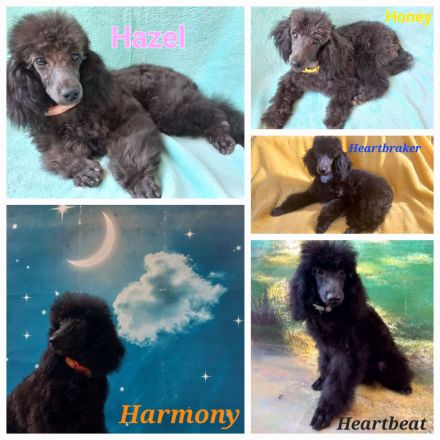 Liebenswerte schwarze Zwergpudel ,Pudelzucht vom Naturparadies, wünschen Fürimmerzuhause