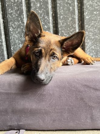 Belgischer Schäferhund Welpe