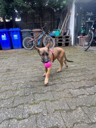 Belgischer Schäferhund Welpe