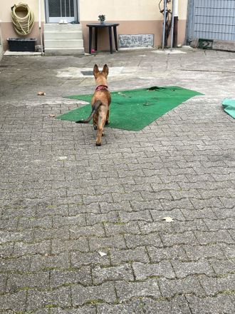 Belgischer Schäferhund Welpe