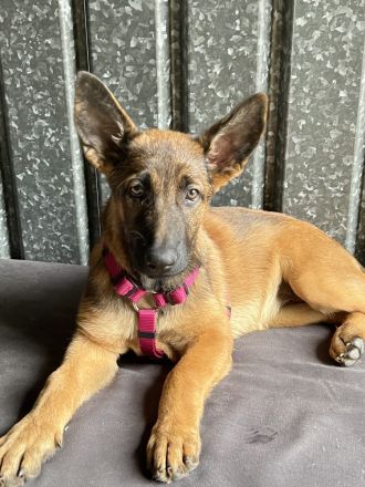 Belgischer Schäferhund Welpe