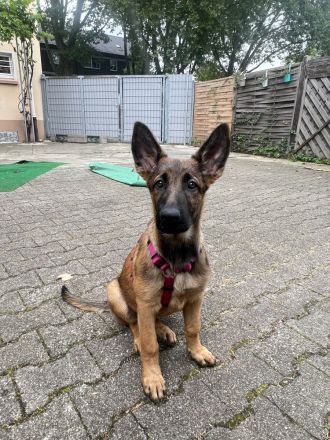 Belgischer Schäferhund Welpe