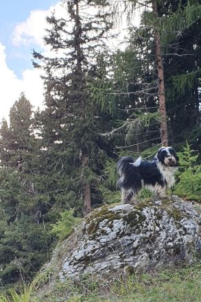 Tibet Terrier Deckrüde