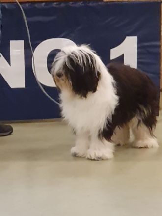 Tibet Terrier Deckrüde