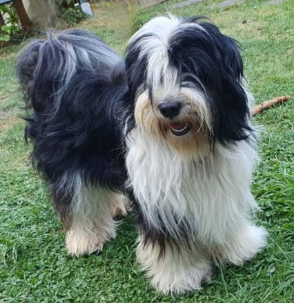 Tibet Terrier Deckrüde