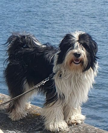 Tibet Terrier Deckrüde