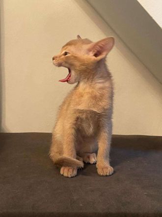 Reinrassige Abessinierkatze zu verschenken