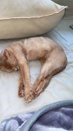 Reinrassige Abessinierkatze zu verschenken