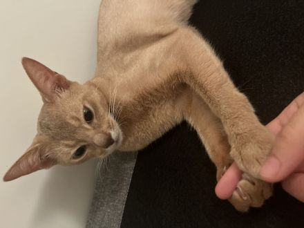 Reinrassige Abessinierkatze zu verschenken