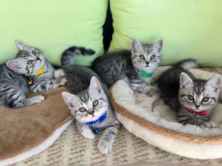 Bkh kitten abgabenereit