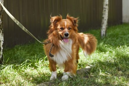 Lieber schöner Tombak sucht liebevolles Zuhause
