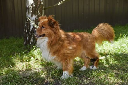 Lieber schöner Tombak sucht liebevolles Zuhause