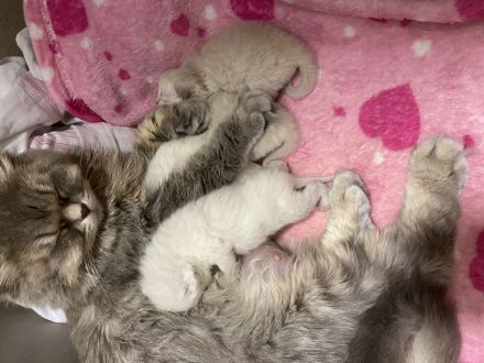 Britisch lang Haar zu verkaufen