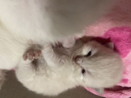 Britisch lang Haar zu verkaufen