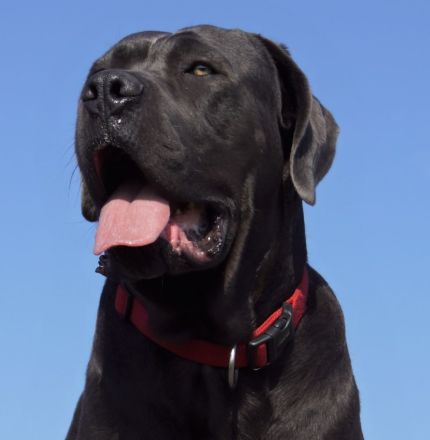 Cane Corso Welpen mit deutscher Ahnentafel
