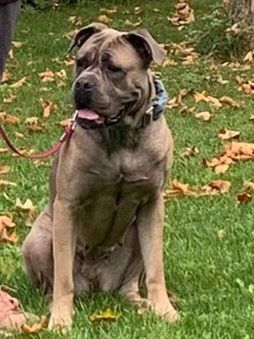 Cane Corso Welpen mit deutscher Ahnentafel
