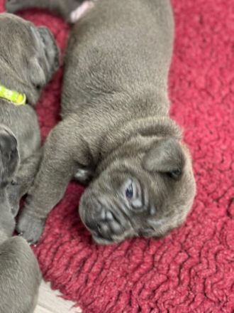 Cane Corso Welpen mit deutscher Ahnentafel