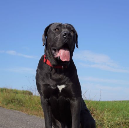 Cane Corso Welpen mit deutscher Ahnentafel