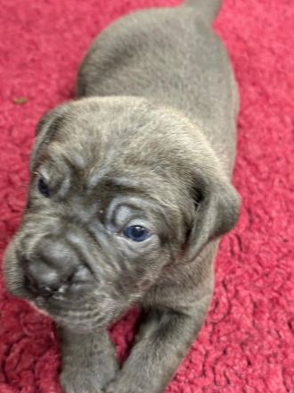 Cane Corso Welpen mit deutscher Ahnentafel