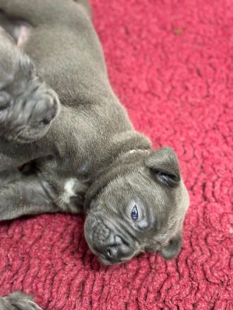 Cane Corso Welpen mit deutscher Ahnentafel