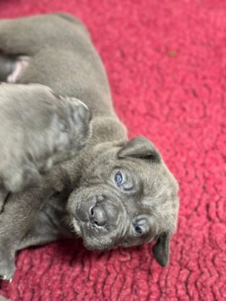 Cane Corso Welpen mit deutscher Ahnentafel