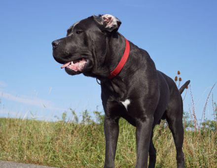 Cane Corso Welpen mit deutscher Ahnentafel