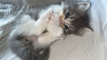 Kitten