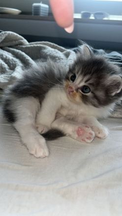 Kitten