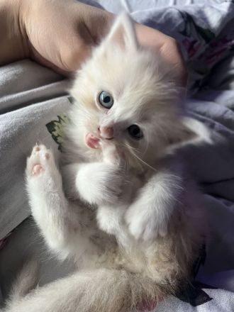 Kitten