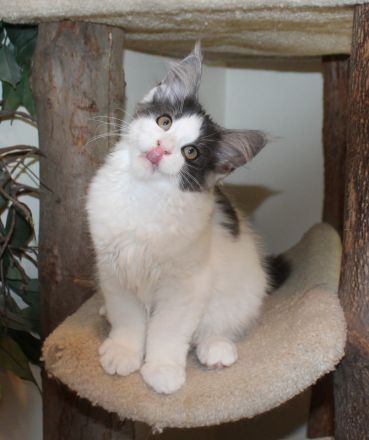 wunderschöne Maine Coon Jungtiere in den seltenen Farben black smoke harlekin u. black smoke bicolor